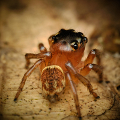 Salticinae