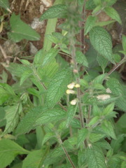 Lindenbergia philippensis