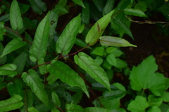 Broussonetia kaempferi