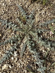 Eulobus californicus