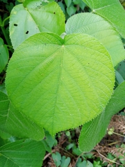 Croton macrostachyus