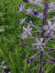 Adela australis