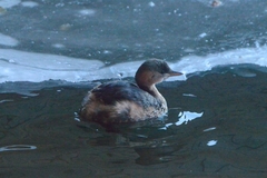 Tachybaptus ruficollis