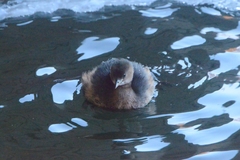 Tachybaptus ruficollis