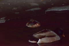 Tachybaptus ruficollis