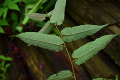 Broussonetia kaempferi