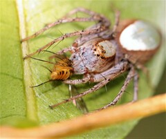 Oxyopes niveosigillatus