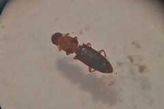 Monotomidae