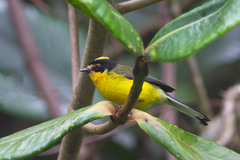 Myioborus flavivertex