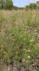 Noticastrum