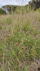 Noticastrum