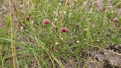 Noticastrum