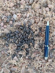 Boselaphus tragocamelus