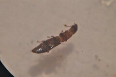 Monotomidae