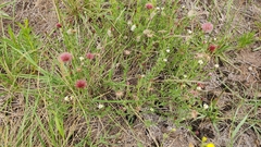 Noticastrum
