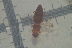 Monotomidae