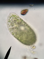 Paramecium bursaria