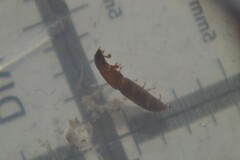Monotomidae