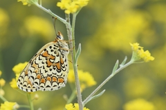 Melitaea ornata