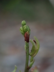 Arthrochilus prolixus