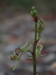 Arthrochilus prolixus