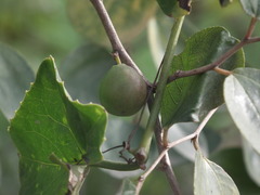 Ziziphus mauritiana