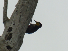 Melanerpes flavifrons