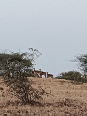 Boselaphus tragocamelus