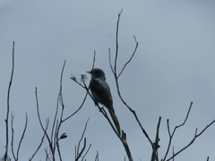 Muscipipra vetula
