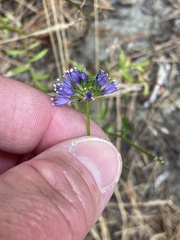 Gilia capitata