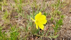 Oenothera affinis