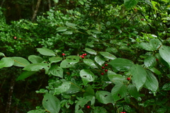 Lindera reflexa