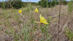 Oenothera affinis