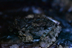 Limnonectes malesianus