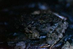 Limnonectes malesianus