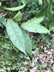 Itea parviflora