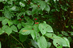 Lindera reflexa