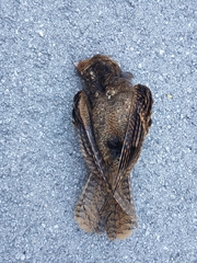 Antrostomus carolinensis