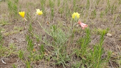 Oenothera affinis