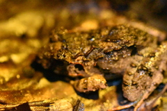 Limnonectes malesianus