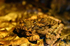 Limnonectes malesianus