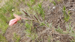 Oenothera affinis