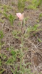 Oenothera affinis