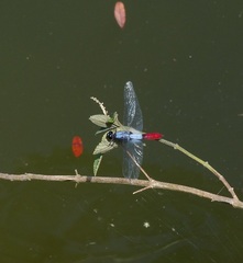 Planiplax erythropyga