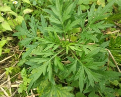 Papaver dubium