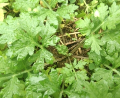 Papaver dubium