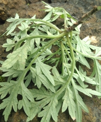 Papaver dubium