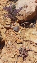 Crassula cotyledonis