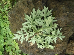 Papaver dubium
