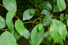 Lindera reflexa